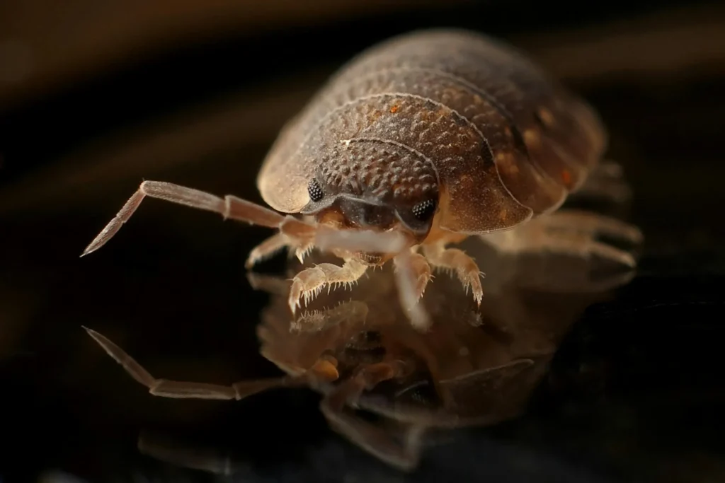 Bed-Bug-Treatment - Hoboken Pest Control Pros | Hoboken, NJ | 551-345-4044